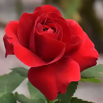 Roșu - Trandafiri - Dame de Coeur - 